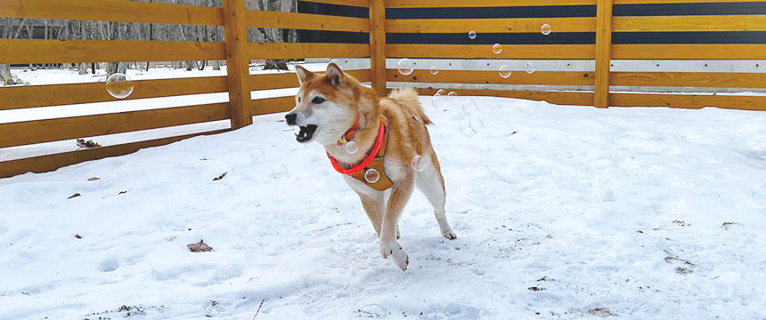 雪がなくても雪遊び！～柴犬あるある雪遊び2024～