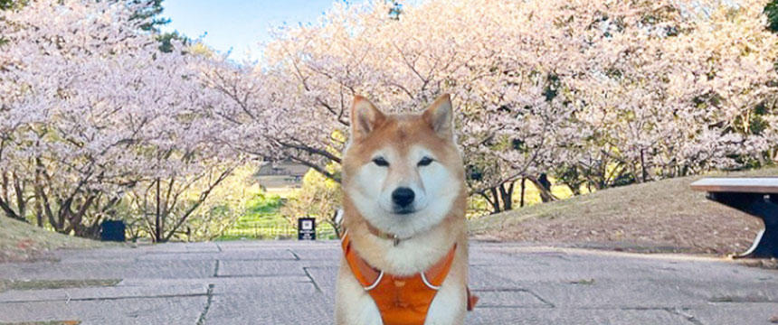 日本の春を満喫しよう～桜と柴犬あるあるショット～