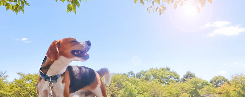 犬の紫外線対策、始めてますか？犬の体に出る影響を知ろう ～皮膚のトラブル編～