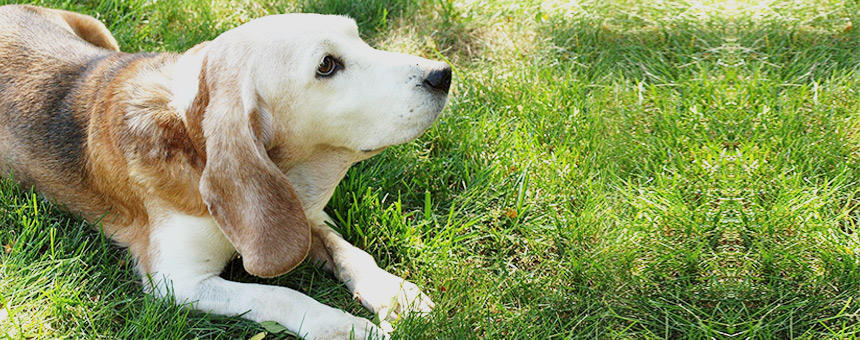 犬の紫外線対策、始めてますか？犬の体に出る影響を知ろう ～眼のトラブル編～