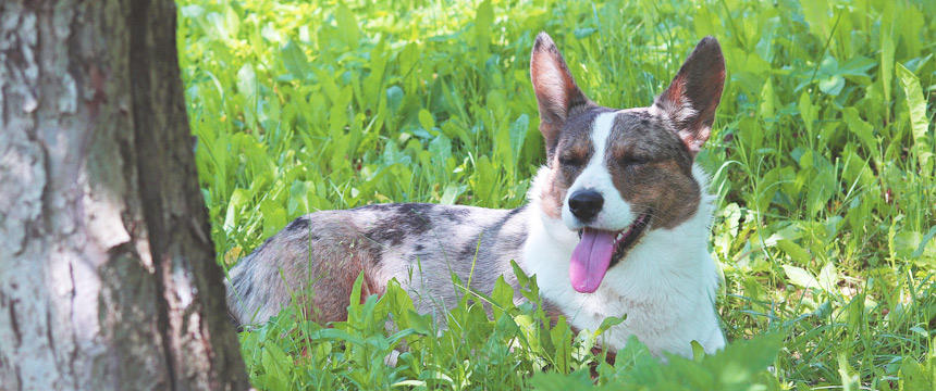 ポチの特集　暑い夏、犬の健康管理に役立つ記事まとめ