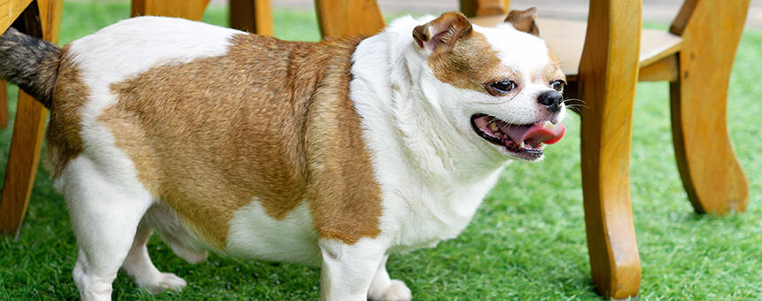 犬の肥満はドッグフードが原因？犬が太りすぎる原因とポイント