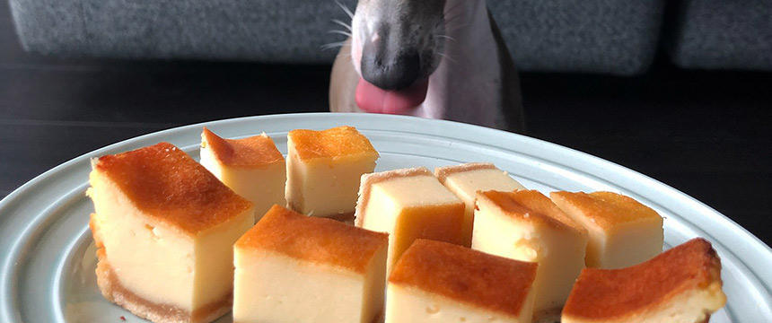 【犬の手作りレシピ】ひんやり美味しいオヤツ ヨーグルトベイクドチーズケーキ