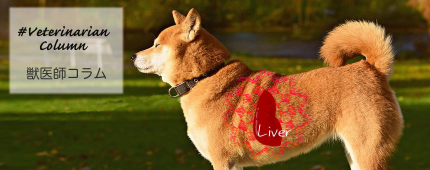 【獣医師コラム】犬の血液検査で肝臓の数値が高いと言われたら。