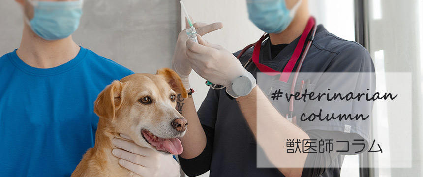 犬の予防接種の基礎から、最新トレンドまで獣医師の解説です。