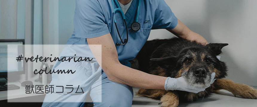 犬の手術と麻酔のリスクとは？動物病院より詳しく獣医師がお話します。[#獣医師コラム]　