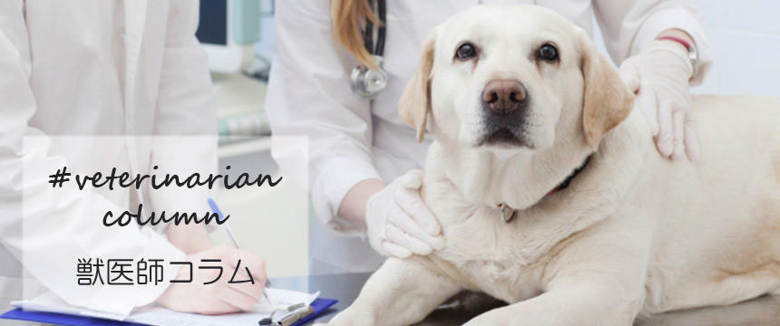 抗がん剤治療とがん治療中の犬の食事について【獣医師コラム】