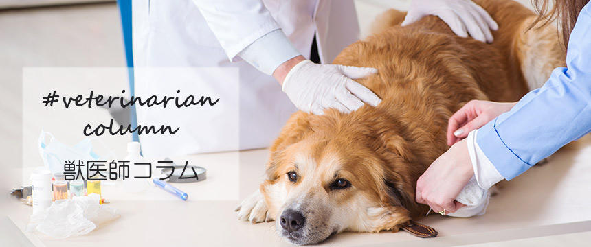 犬の膵炎が多くなった？原因と症状、予防法について解説します！【#獣医師コラム】