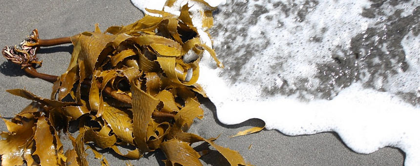 海藻類に含まれるフコイダンは免疫にもうれしい成分。食事にプラスで免疫サポートを。