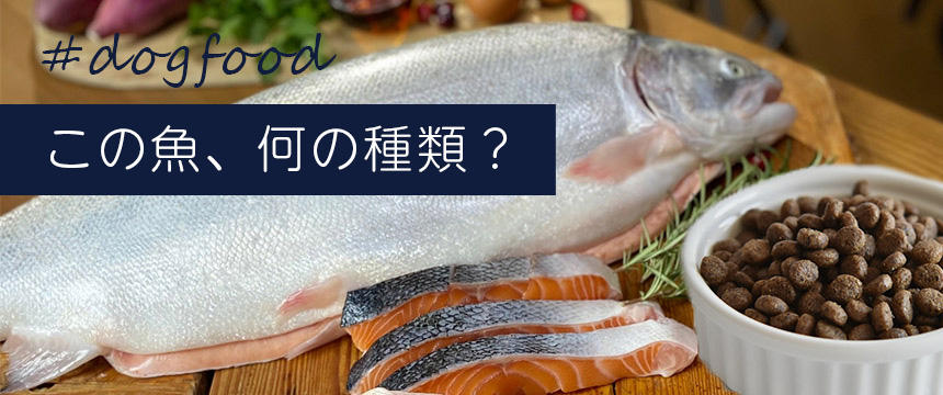 ドッグフードに使用される魚の種類とは？魚ベースのフードご紹介