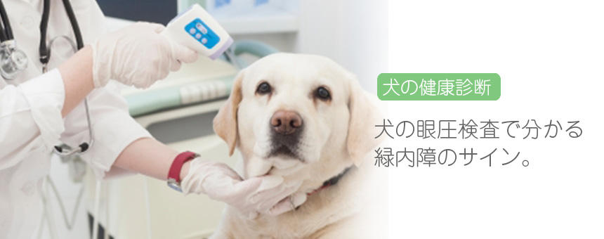 犬の眼圧検査で分かること。緑内障のサインと眼圧の関係について。