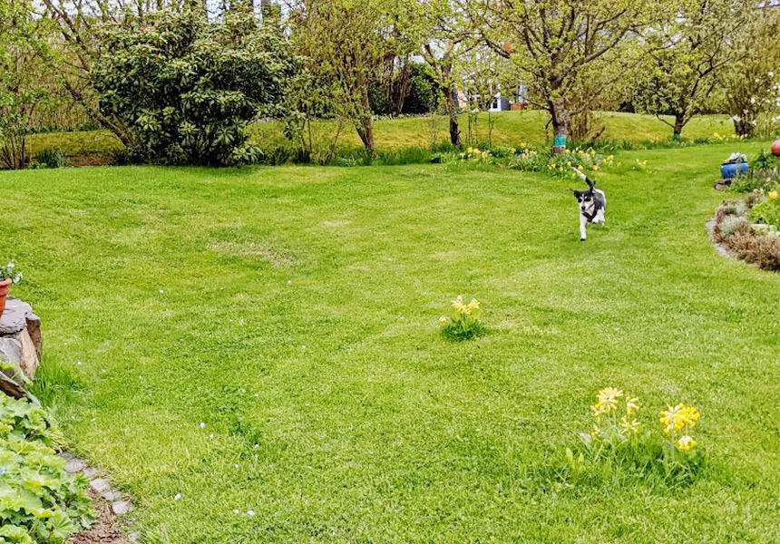 ポチンスキーにとっては、広い庭を自由に走り回れることも祖父母を訪ねる時の楽しみのようです。