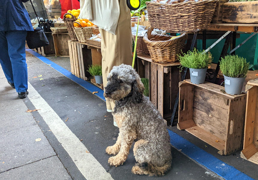 市場で出会ったプードル系の犬。散歩も兼ねてか、犬連れで買い物している飼い主さんは少なくありません。