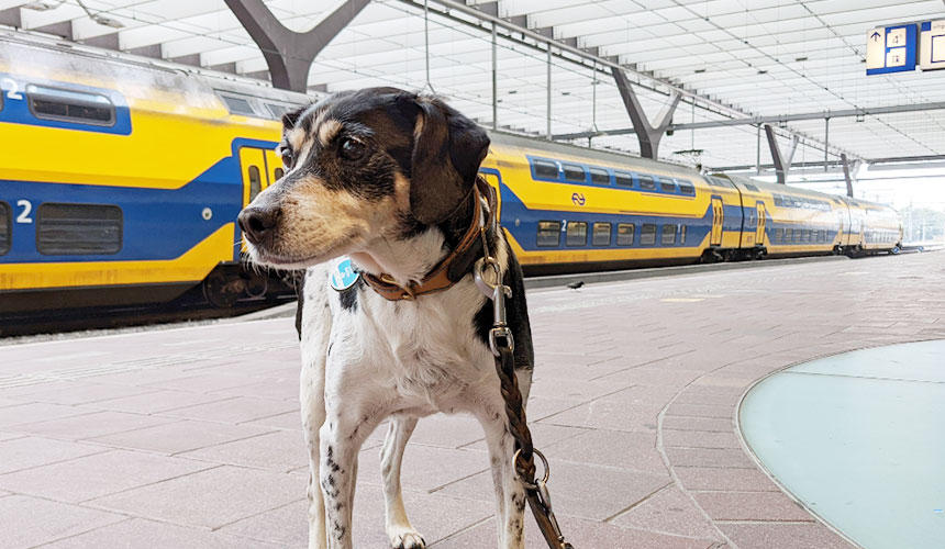 ドイツの鉄道は、犬と一緒に乗車することができます。
