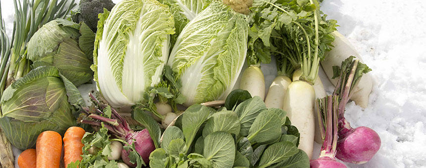 白菜や小松菜をトッピングにしよう！犬の食事におすすめな冬野菜