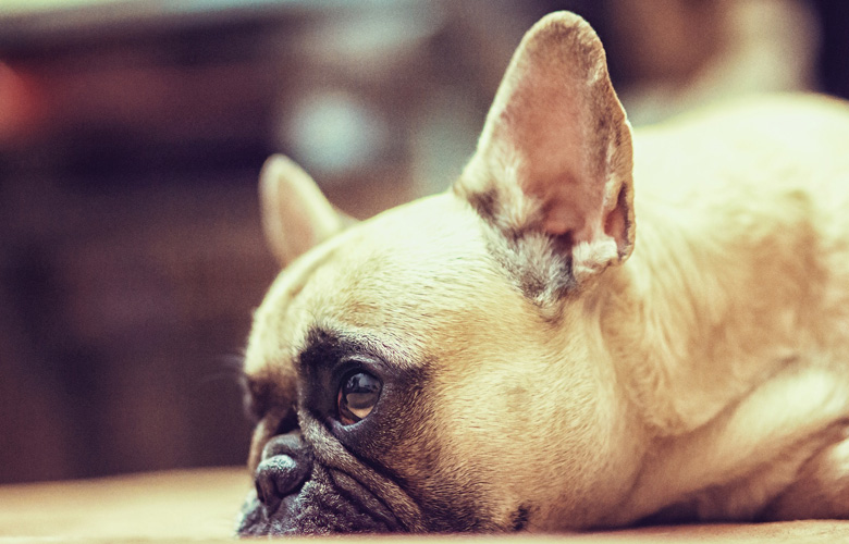 FORZA10 ドライフード アクティブライン デルモアクティブ