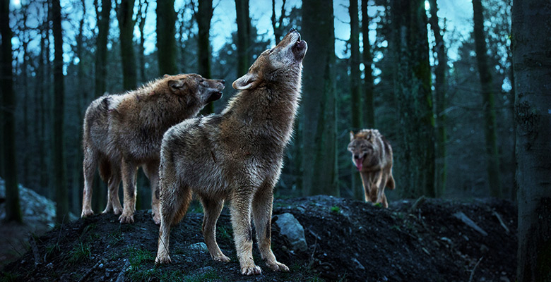 日本国内で独自に検査した化学保存料不使用