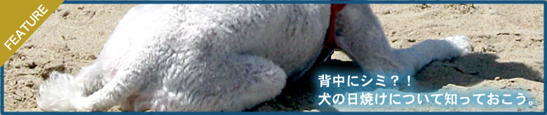 犬のための日焼けについて。日焼け特集（ドッグサプリメント）