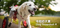 令和の犬景