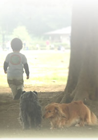 ポチの犬との暮らし イメージ写真