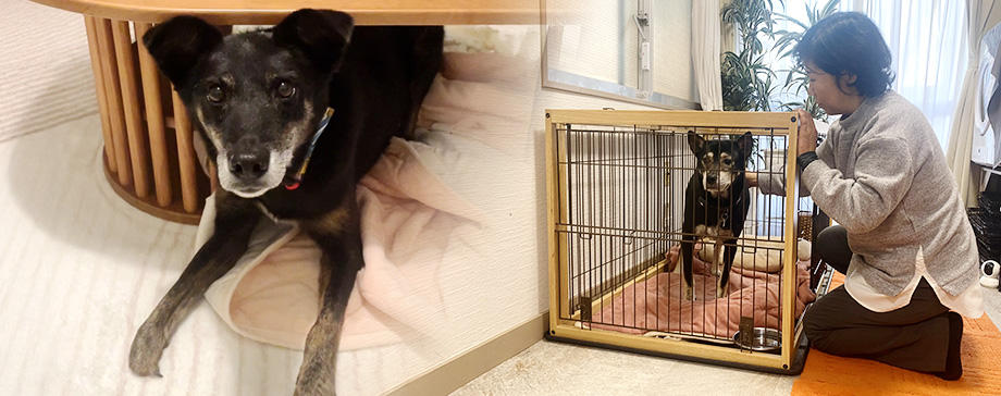 一時預かりボランティアとして保護犬と暮らす