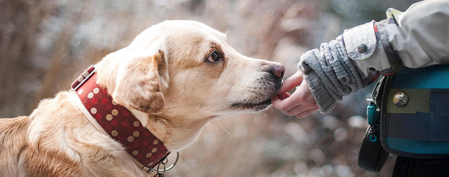 弁護士に聞いた、犬の身近なトラブル回避法