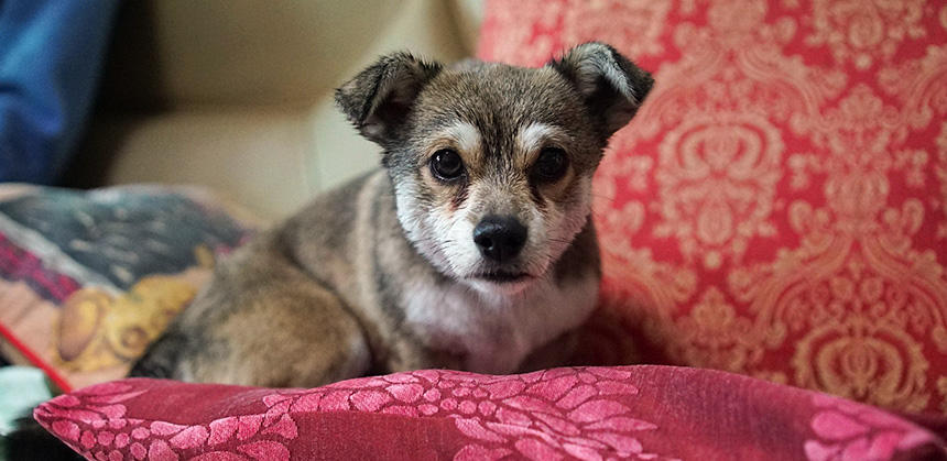 子犬期に音に慣れる“社会化”が適切にできれば、警戒吠えなどが減ります