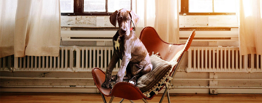 【＃真のプロフェッショナルに迫る】マンションで犬と暮らすコツをドッグトレーナーに聞く