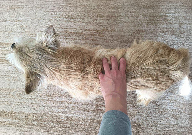 犬を真上から見ると、腰はゆるやかにくびれていて、横から見ると腹部が後脚の付け根にかけてつり上がっているのがBCS3の理想的な体型