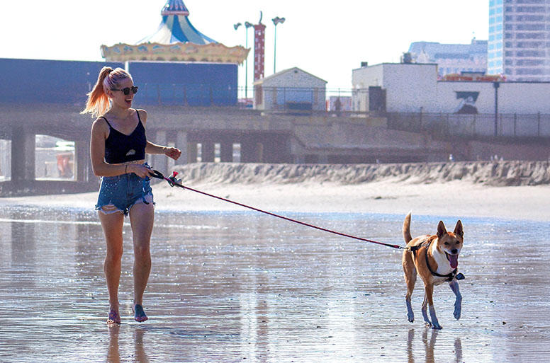 犬の幸せを願う人々ならば誰でも、法律でも犬が守られ大切にされることを願っていることでしょう
