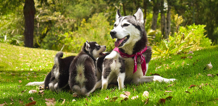 イギリスでは、犬を求める人に母犬と子犬が交流している様子を見せることを義務付ける「ペットフィッシングキャンペーン」も行われています