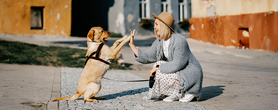 【＃犬学部】犬の気持ちと健康を優先した世界各国の法律に注目！