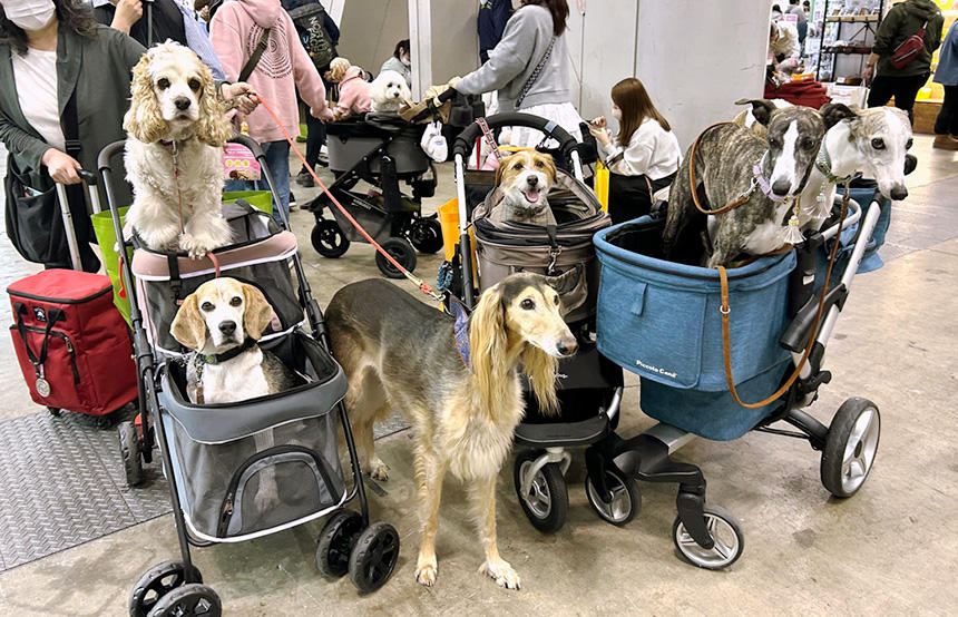 多彩な犬種を見られるのもインターペットの魅力