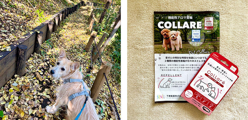 筆者の犬に活用するノミダニ予防のアイテムとして、日本新発売になったCOLLARE(コラレ)を今年は活用予定です