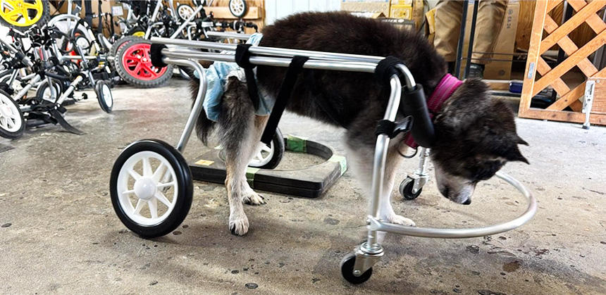 犬用車椅子での
