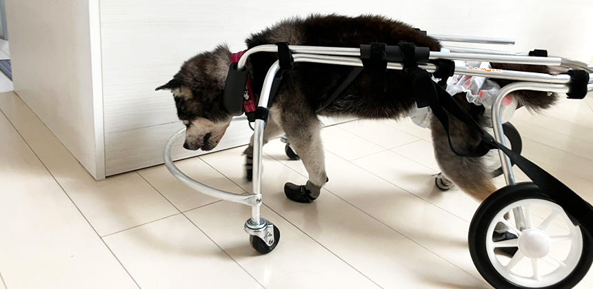 犬用車椅子での