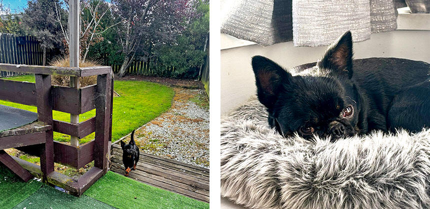 ニュージーランドの家庭犬の多くは、バックヤードがトイレ。ペットドアから出入り自由で、用を足してすっきりしたらお気に入りのドッグベッドへ