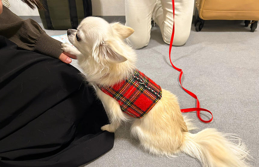付添犬は包容力のある穏やかな犬で、一般の犬が入ることができない裁判所、検察庁、警察署、児童相談所といった施設でも落ち着いて行動ができ、指示に従うことができます（写真提供：つなっぐ）