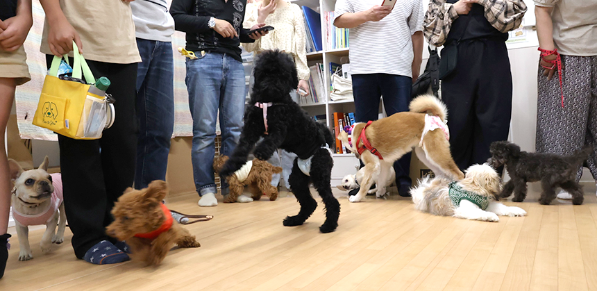 子犬同士ノーリードで遊びながらコミュニケーションの取り方を学びます