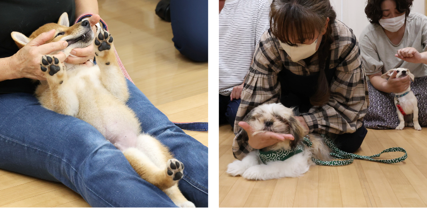 自宅でも毎日行いたいハンドリング練習
