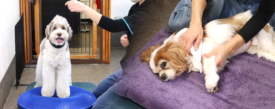 老犬デイケア施設で留守番や介護の負担が軽減！