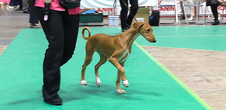 スリムながらも猟犬らしい筋肉が備わっているアザワク。理想体重はメスで15~20kg・オスで20~25kg