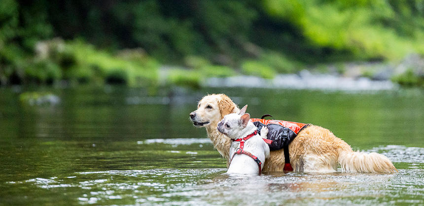 水中で遊びすぎると泳力も体力も落ちるので、ほどほどにして切り上げるように心がけるのも大切なポイント