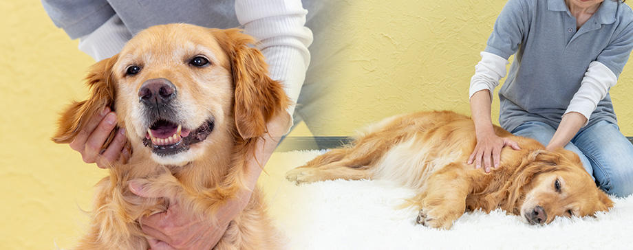 "【＃大きな犬と】神経に働きかける""Ｔタッチ""で心身のケアを　〜飼い主さんと過ごすやさしい時間のススメ Part1〜"