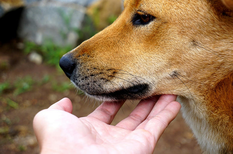 痒がっている様子を見かけたら、皮膚炎の有無のチェックを