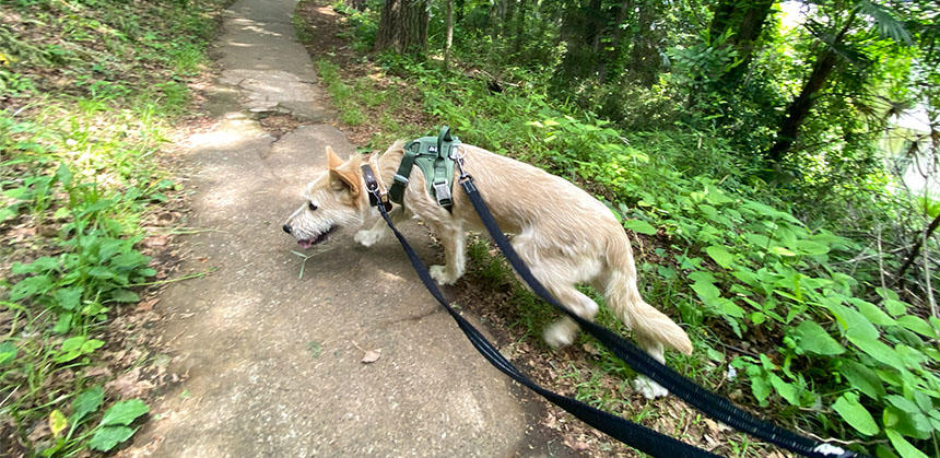 元野犬は脱走しやすい子が多いことが知られています。ダブルリードにするなどして対策を