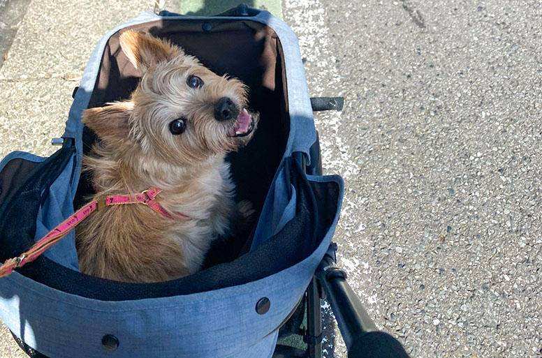 カートから落下してそのまま失踪というケースも……。車通りがあると飼い主さんがすぐに追いつけず見失うこともあるので、カートと犬のリードはしっかり固定しましょう