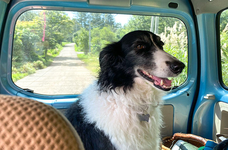 自動車に載せる際や、犬にとって見知らぬ土地を歩く旅行時は、とくに脱走に注意を