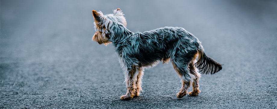 【＃真のプロフェッショナルに迫る】犬が迷子に！ 脱走した！ 捜索法をペット探偵が伝授