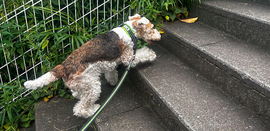 散歩中に坂道や階段を上らせて、軽く筋トレができればベスト